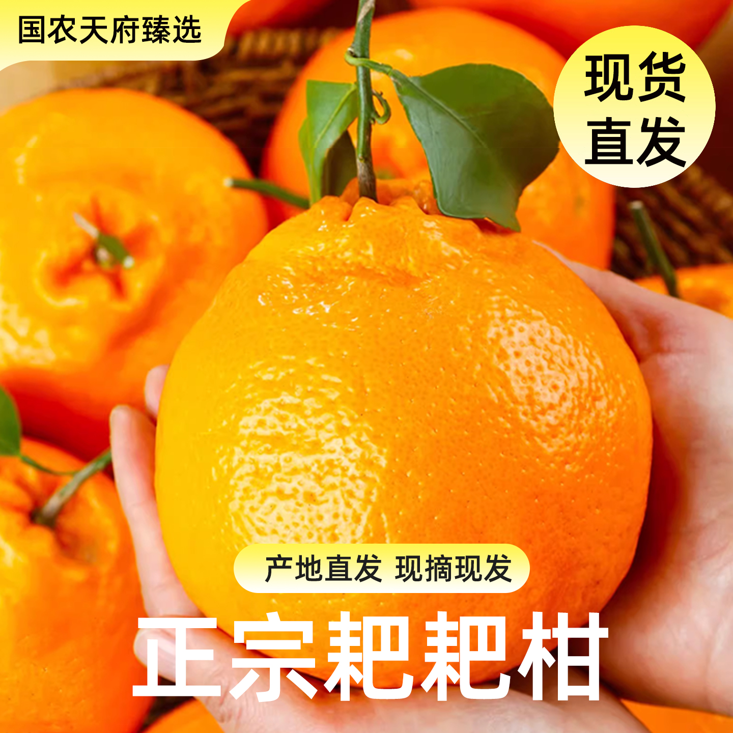 【国农天府严选】 助农正宗四川耙耙柑 新鲜现摘爆甜多汁 产地直发