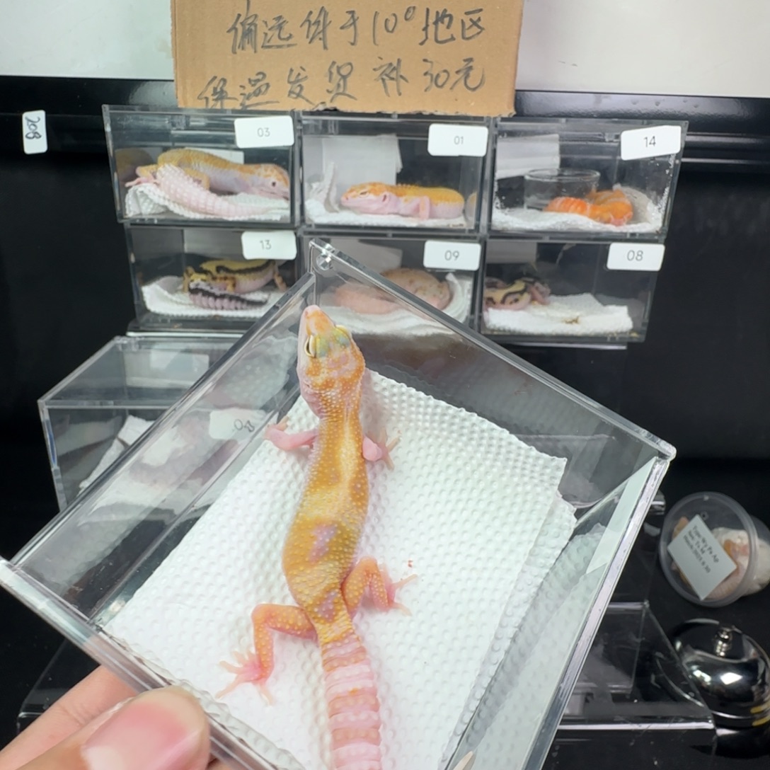 豹纹守宫白黄红眼暴龙妹妹
