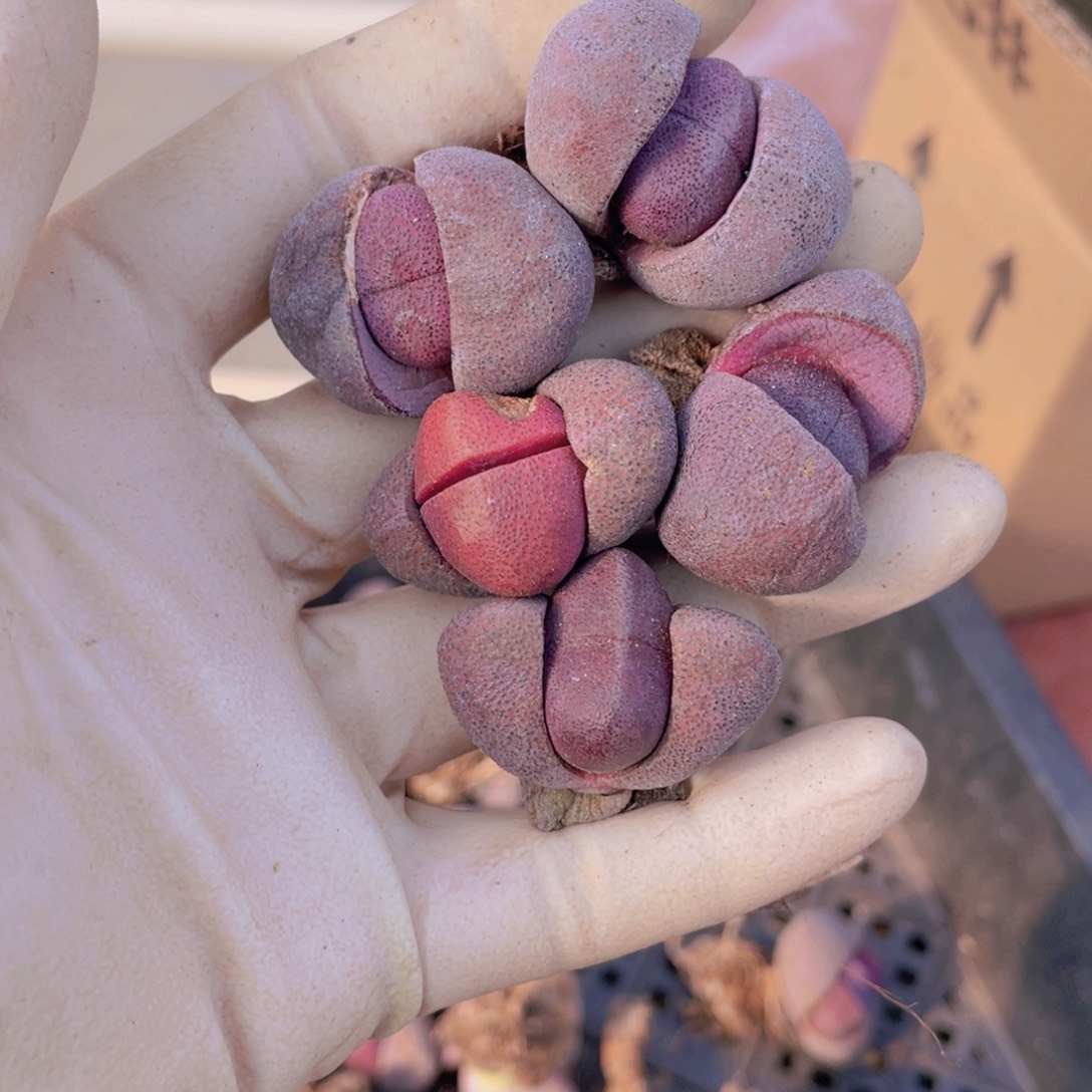 5颗紫元宝8888888888