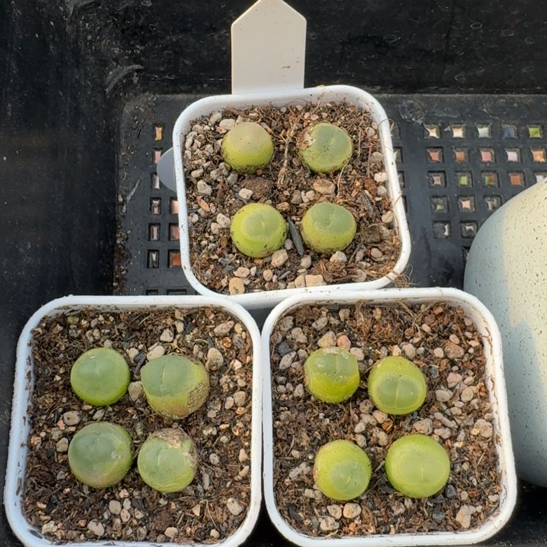 12016-福利小拉登4颗