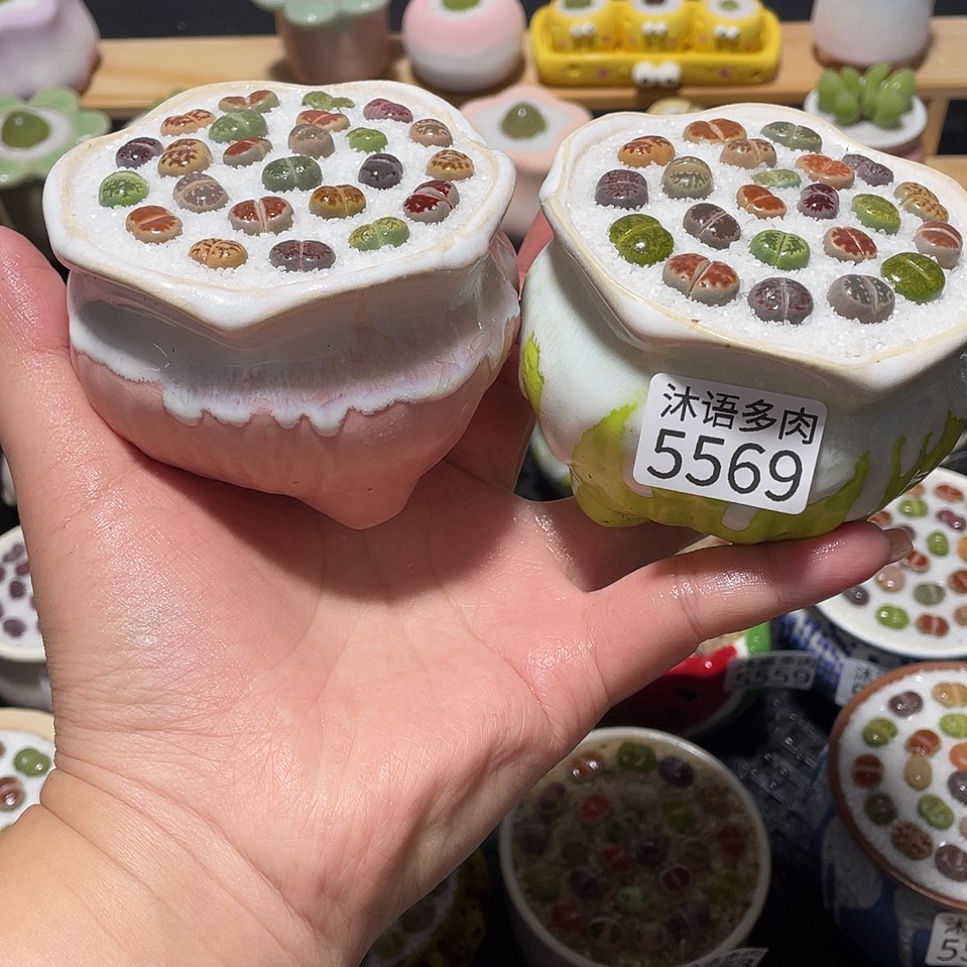 容***若5569 带盆土植物 一物一拍