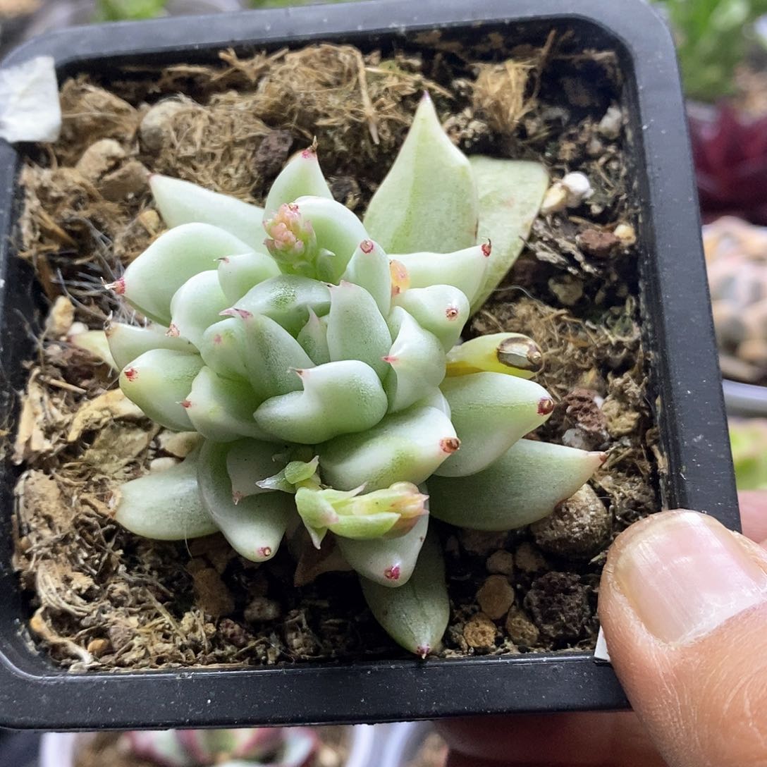 1613圣路易斯锦多肉