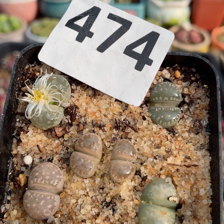 474透窗茧型玉带盆