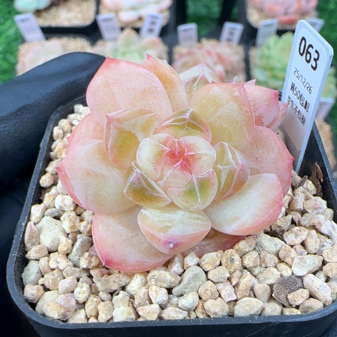 063  孤品   5厘米盆