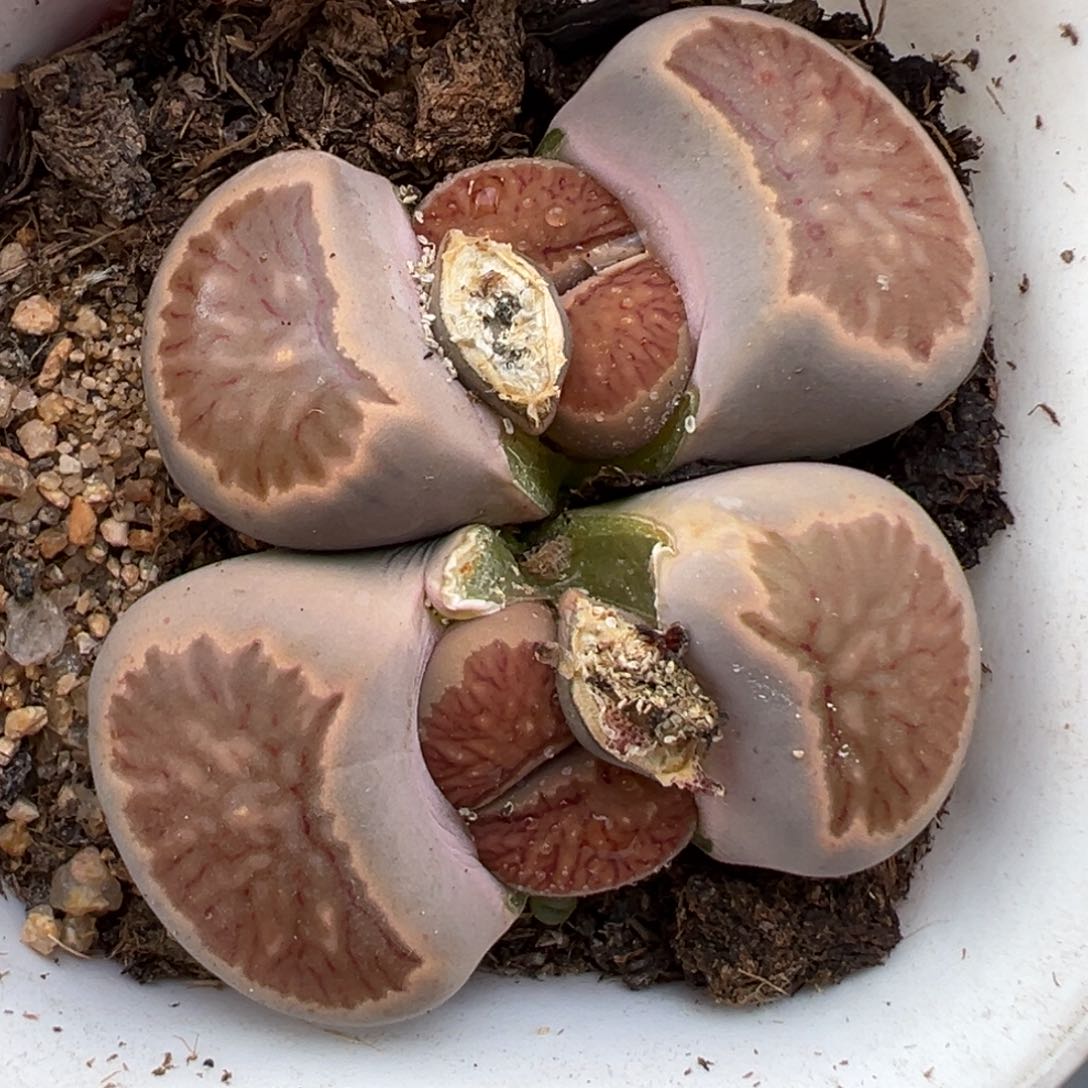 1.25好看的多肉516