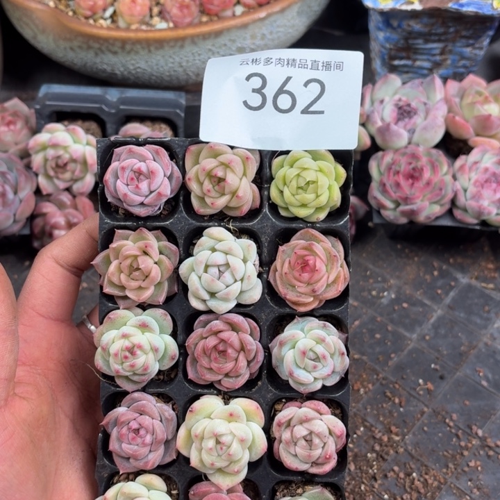 362。              