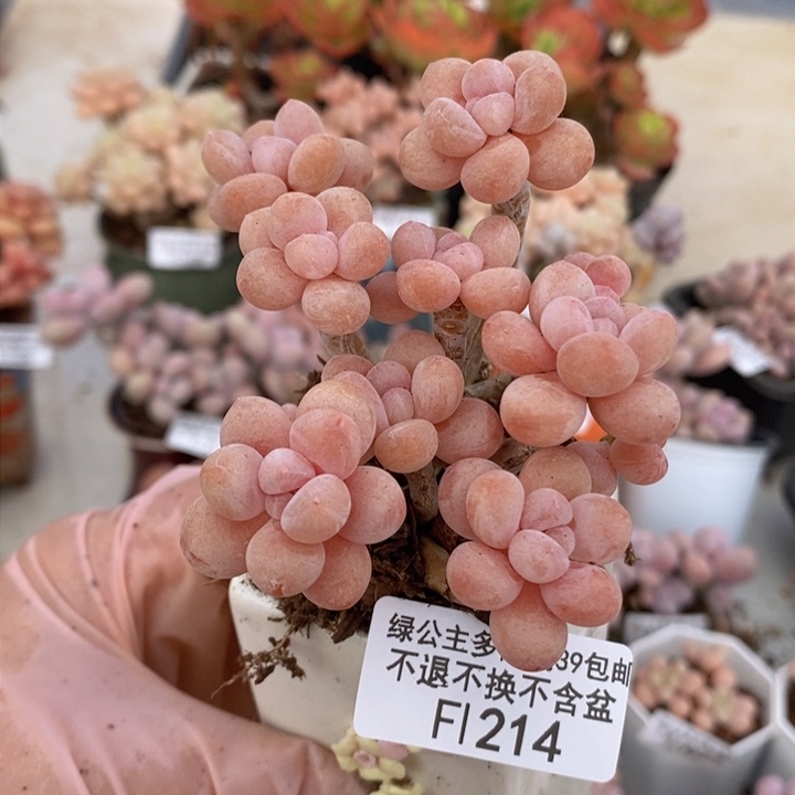 鱼子酱老桩有砍7cm214多肉植物