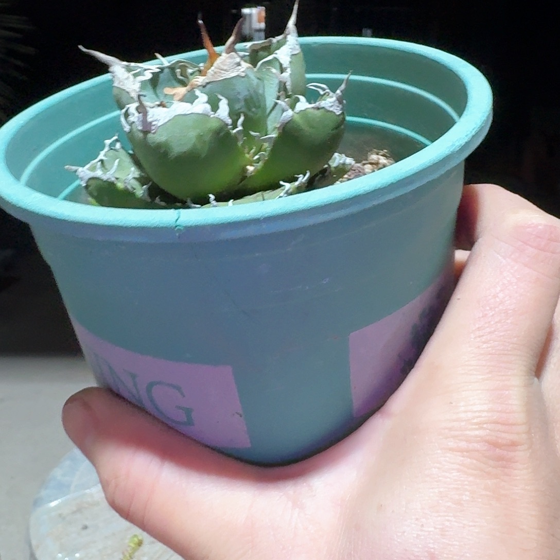 立可白仁王冠龙舌兰