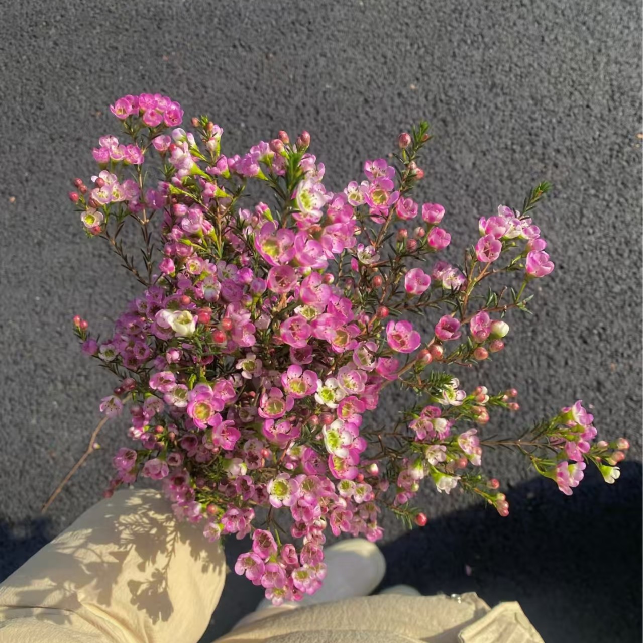 平头粉色腊梅  澳梅 任意2单顺丰或德邦 任意生鲜产品拒收不售后