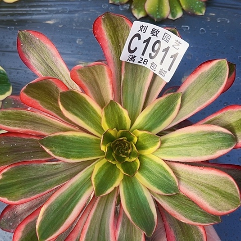 1911红魔女多肉植物法师