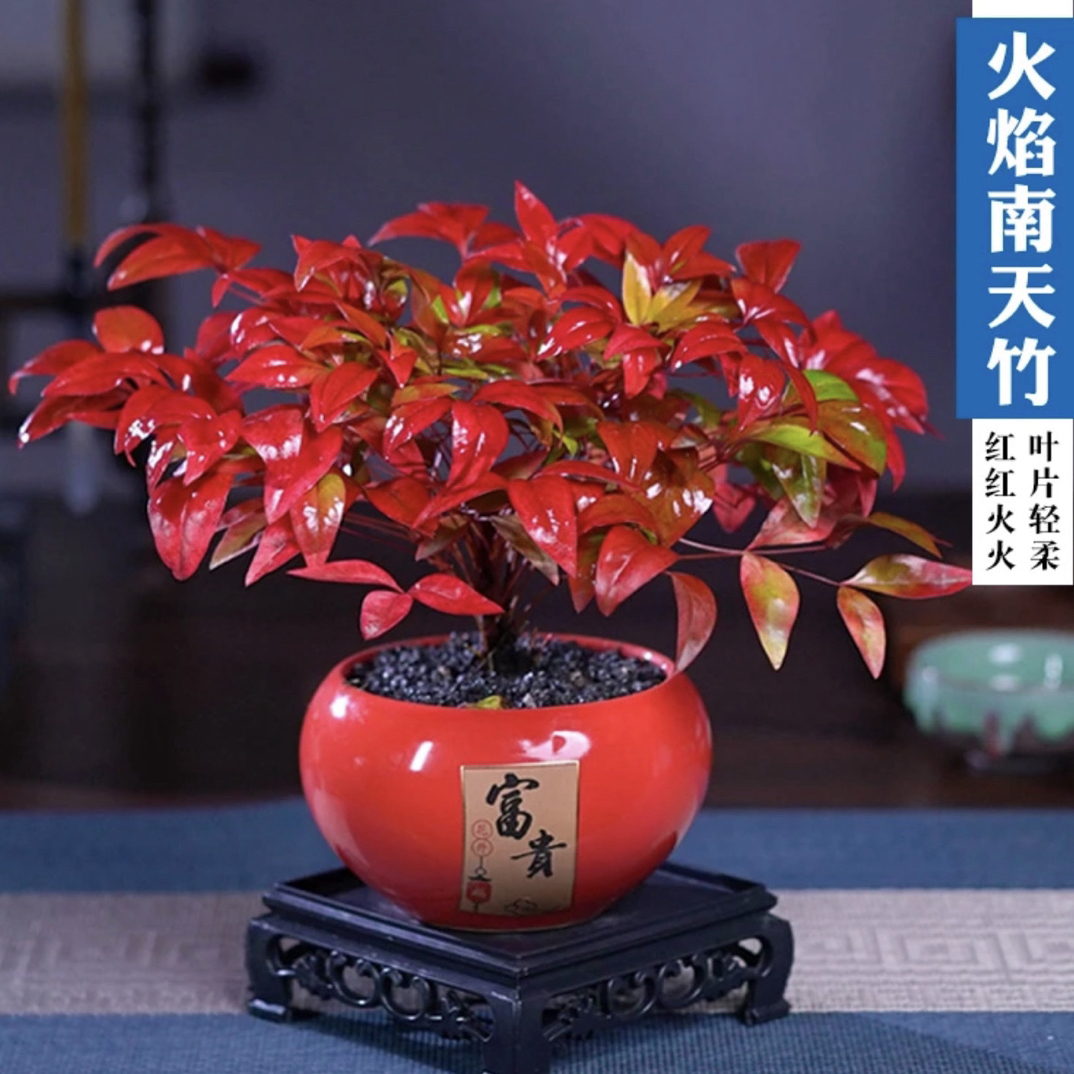 【越冷越红】南天竹耐寒耐热植物室内外庭院多年生好养不落叶
