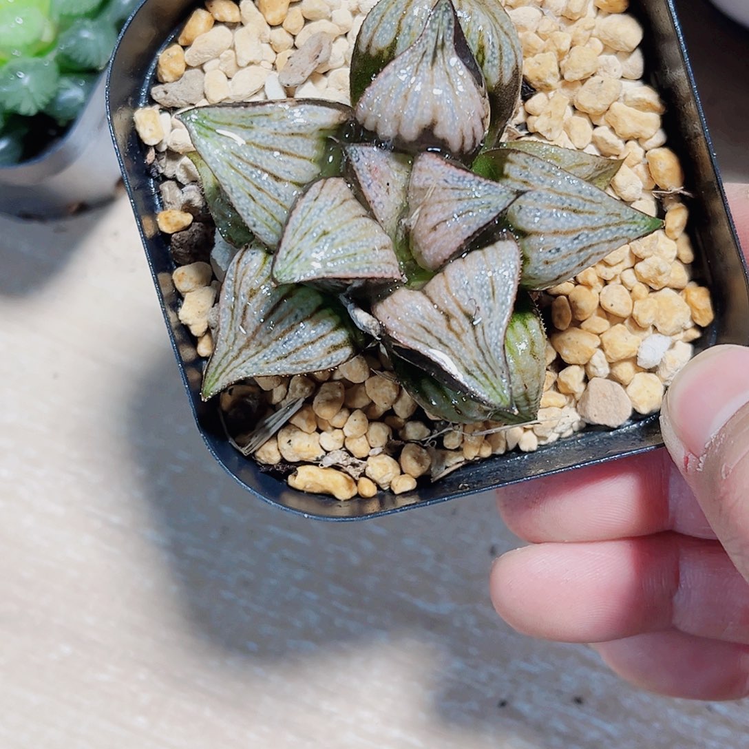 青蟹娜塔莉特价福利