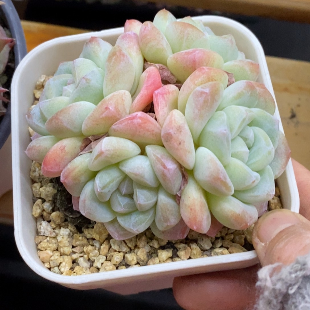 精品多肉一物一拍不包整297