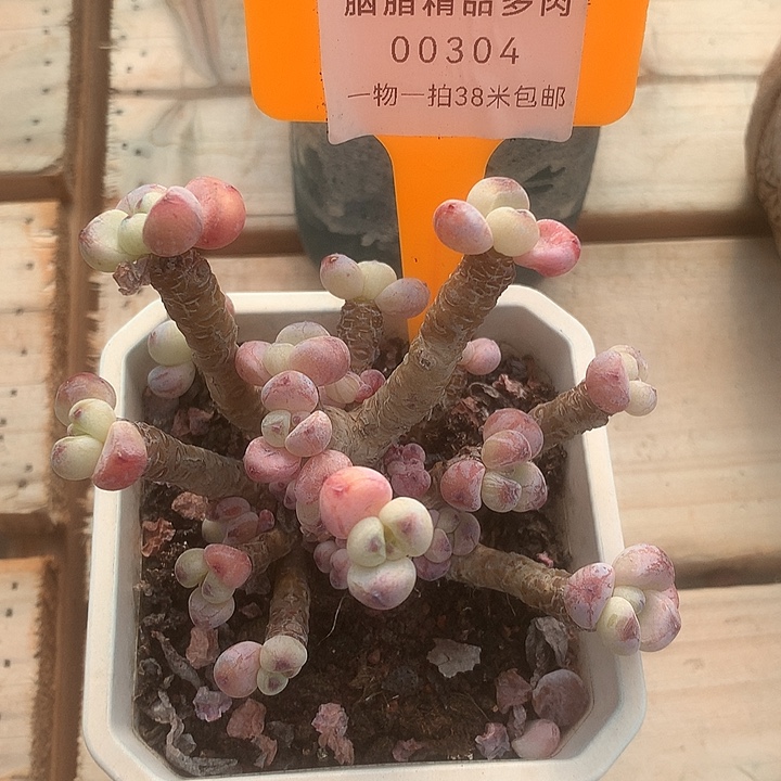 00304璐璐机会咯无天一