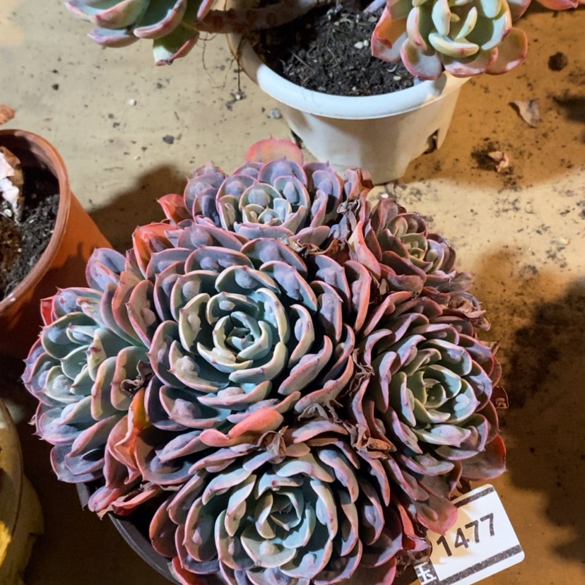 【闪购商品】雨滴1477