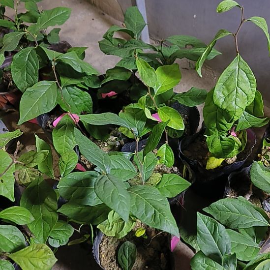 无花朵919金弹子嫁接