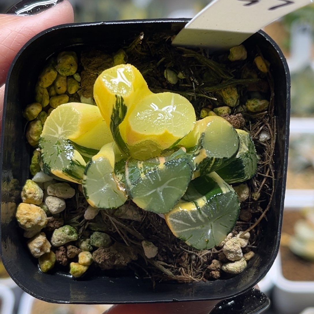 97玉龙万象锦（叶片有伤介意勿拍）福利专场