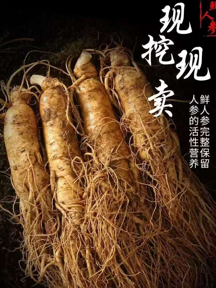 长白山新鲜现挖带土产地直发到你家