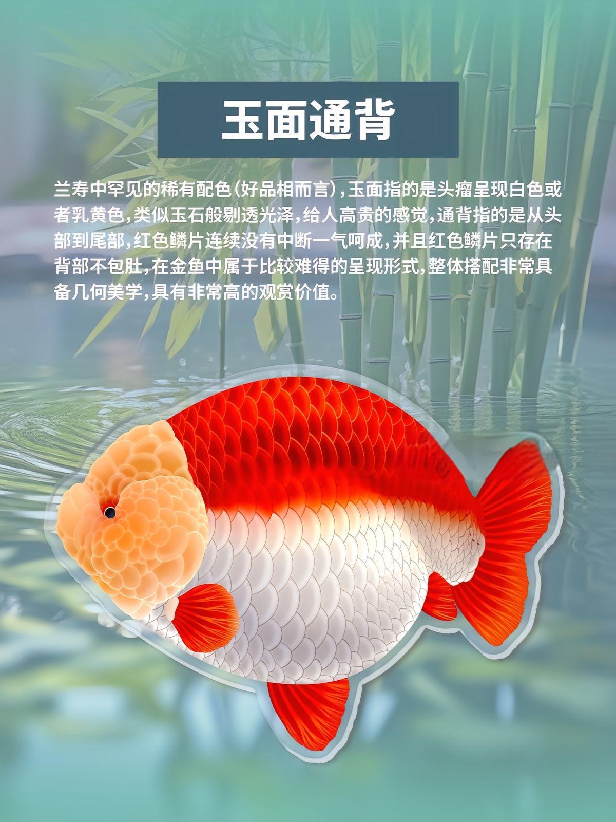 直播间定价链接福州兰寿金鱼下单必拍2号，未拍发到付