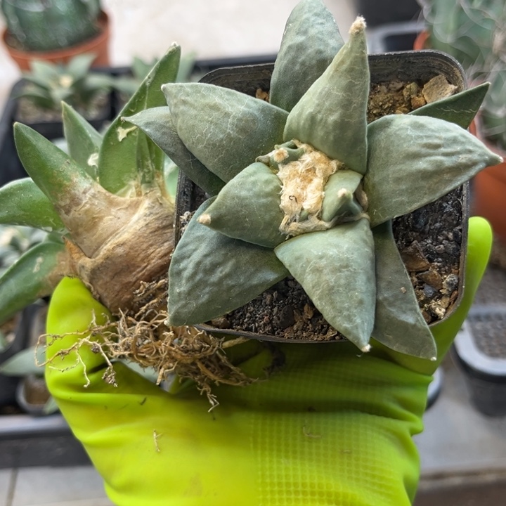 岩牡丹实生1棵9厘米
