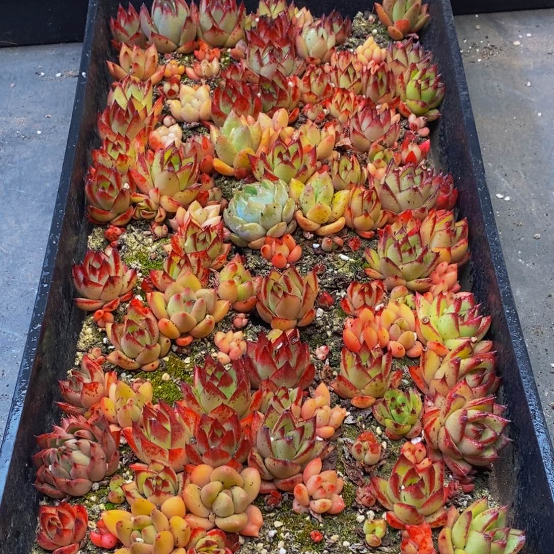 592多肉植物保护研究所所长的