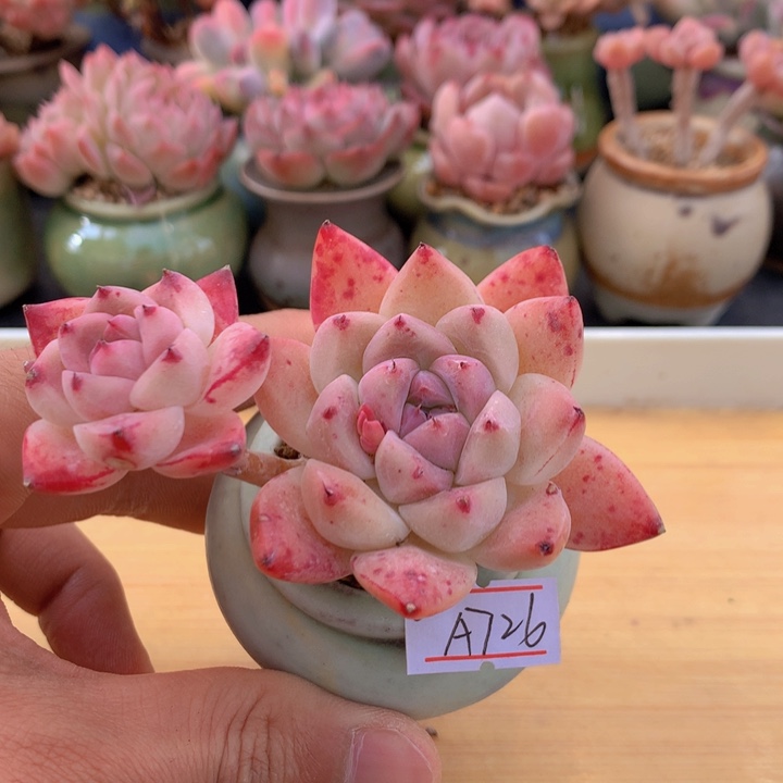 一物一拍满38包邮 A726