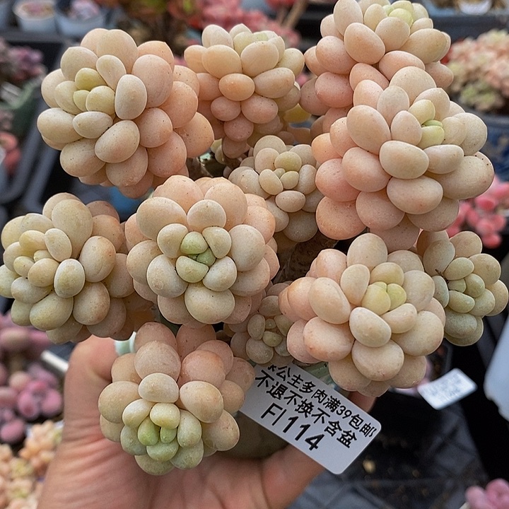 洛可可老桩11cm114多肉植物