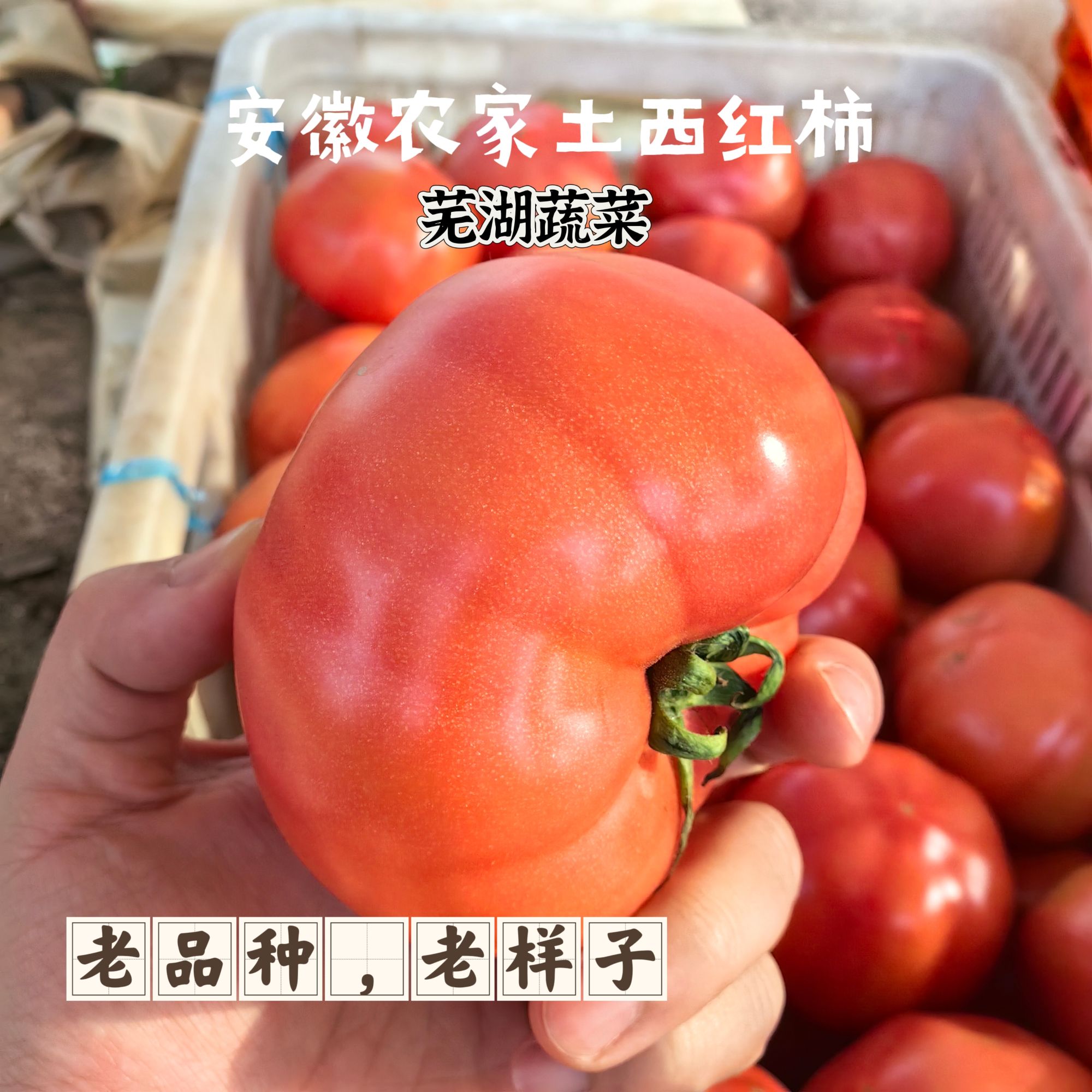 【土西红柿】安徽老品种西红柿沙瓤番茄新鲜酸甜多汁生吃炒菜做汤