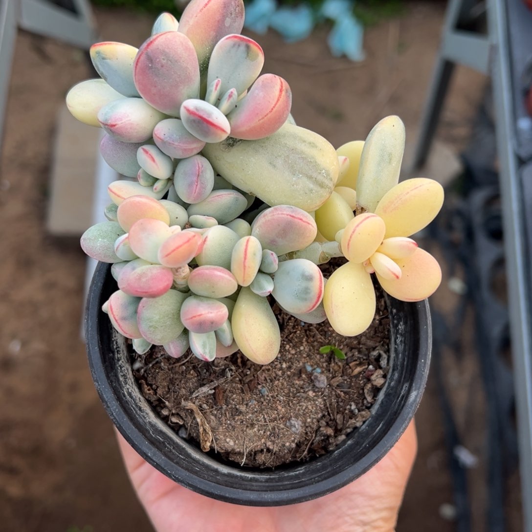 多肉乒乓福娘锦2646号