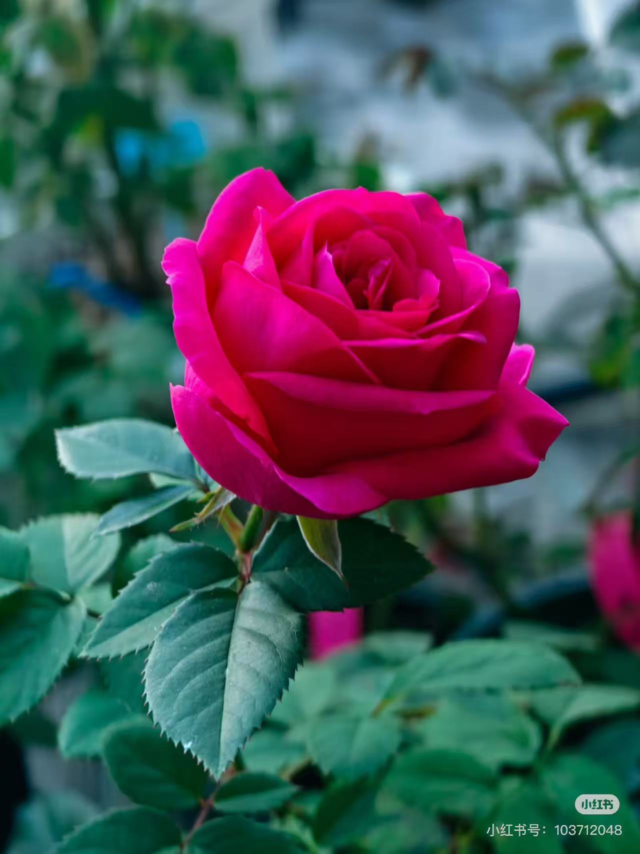 180盆梦幻月季带加仑盆四季勤花盆栽地栽室内室外耐热耐寒好养