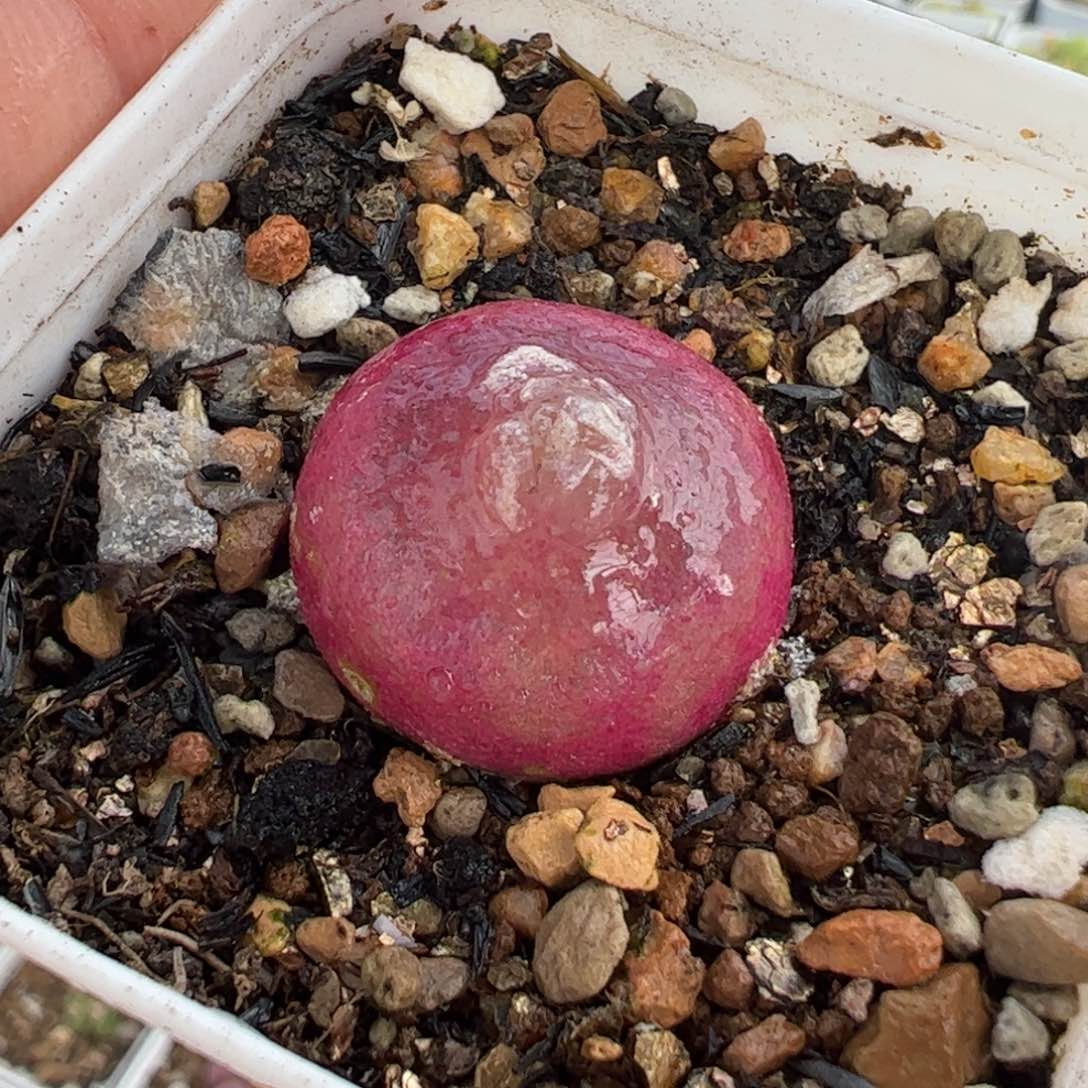 8536多肉植物百科