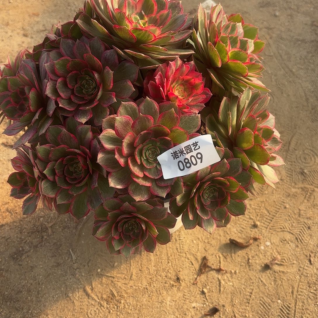 黑膜锦手捧多肉植物809