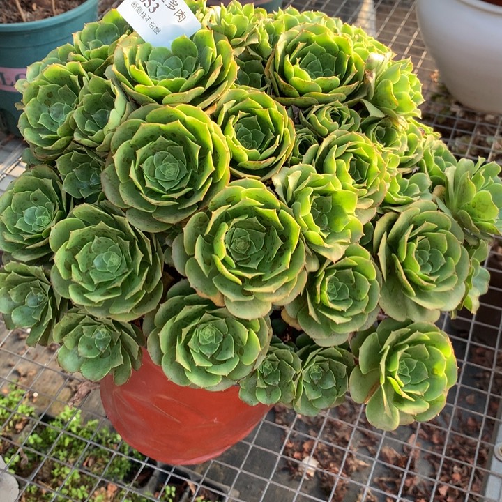 653绿羊绒多肉植物特价