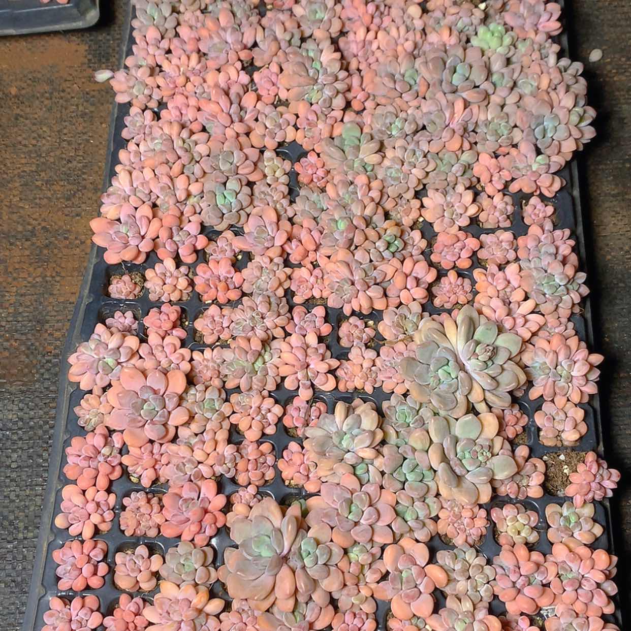 【闪购商品】云734号洛可可40克