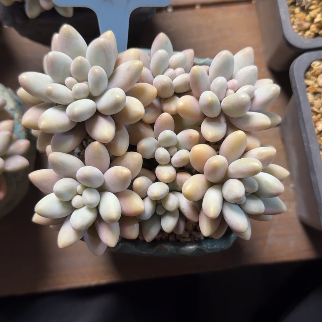 粉色恋人111111111111111111