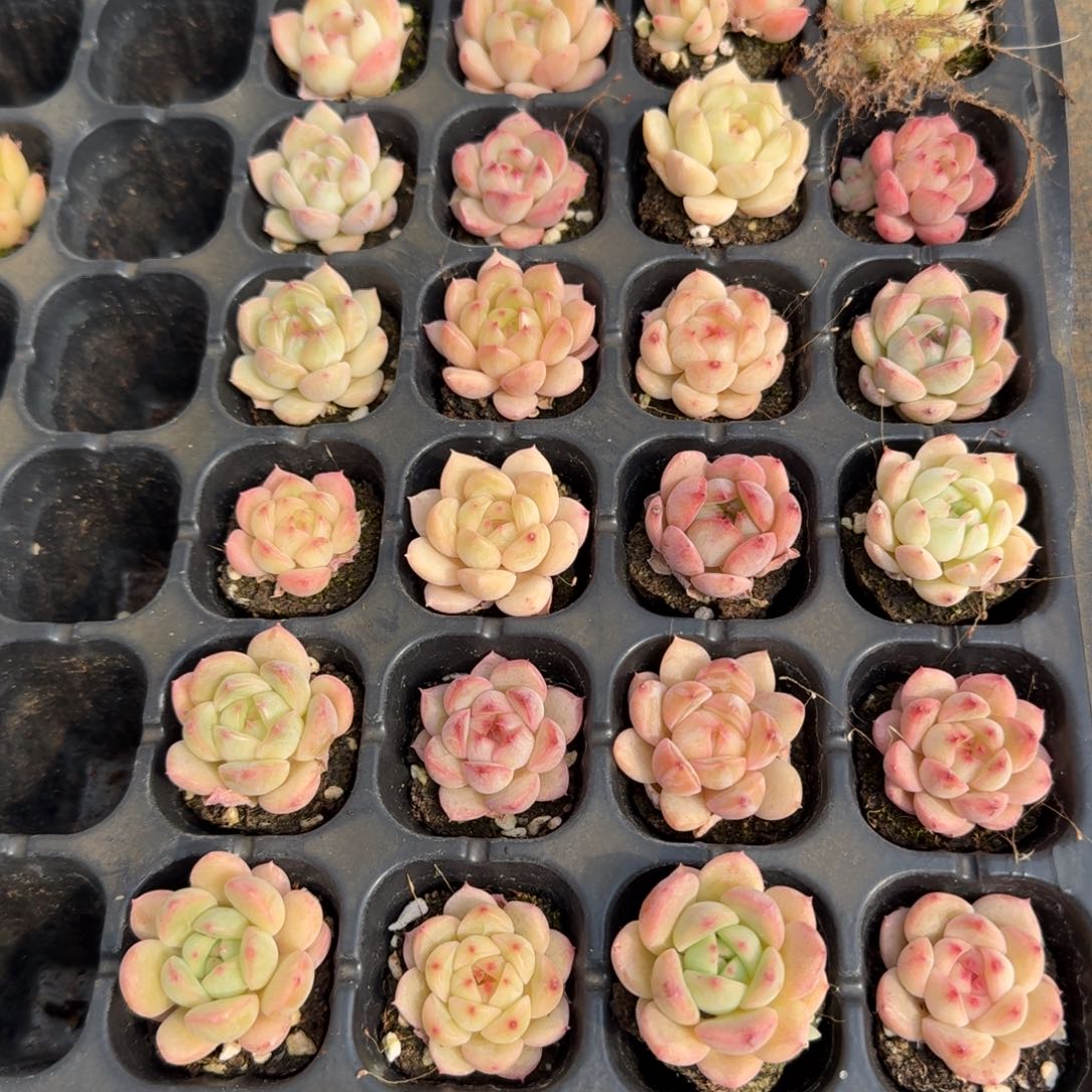 9-70美尼体小包子珍妮24颗剪穴盘发货