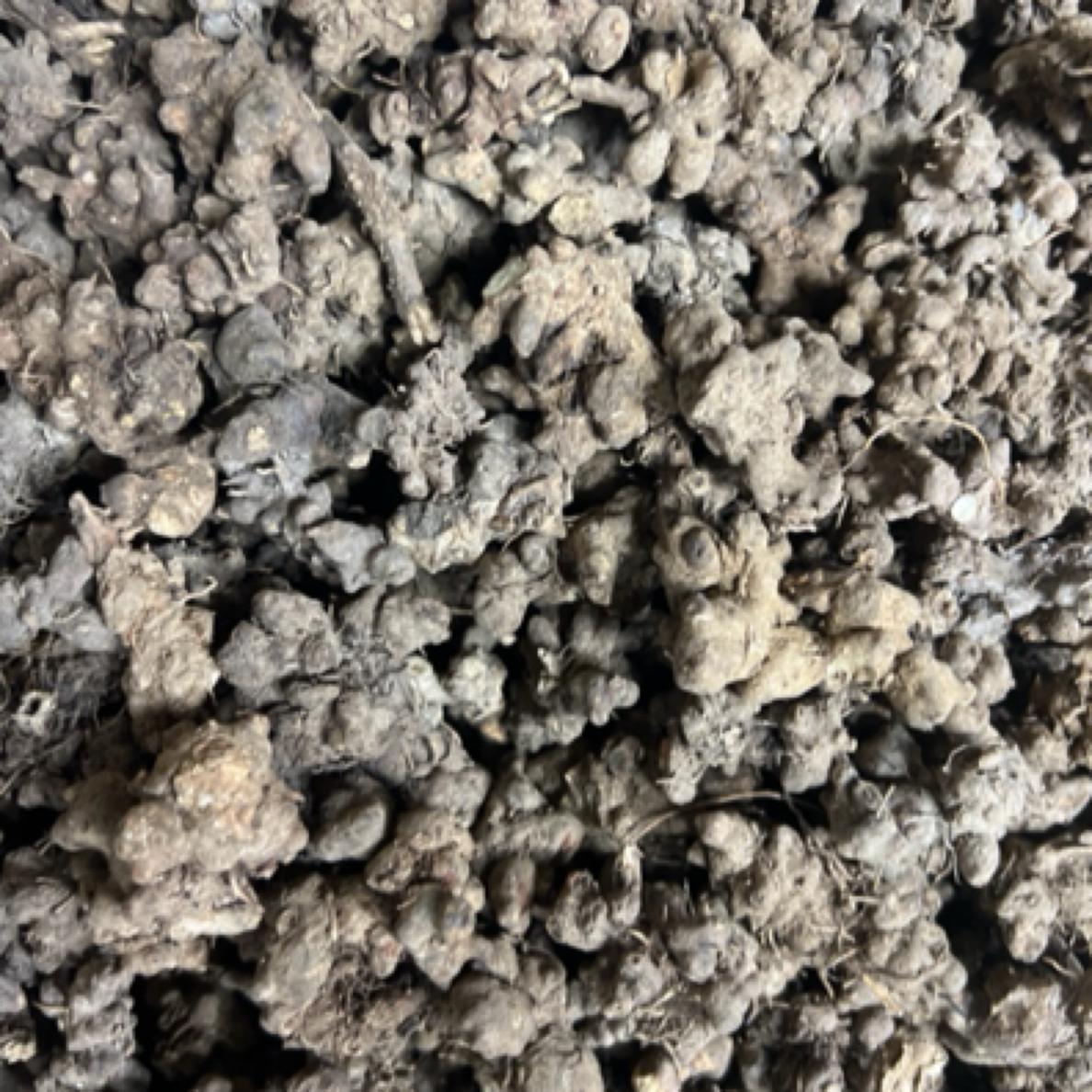 猫羲草（云南猫爪草）（云南高原特色山货）打粉吃【喻村长优选】