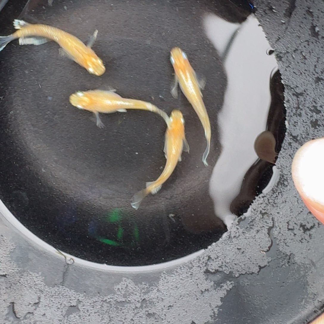 青鳉鱼观背青鳉 酥油灯 702