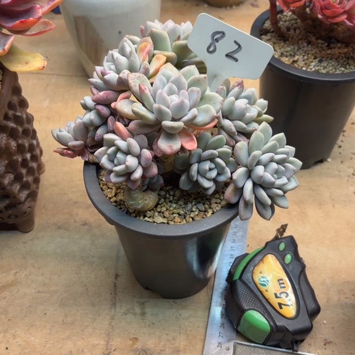 多肉植物，白露82号
