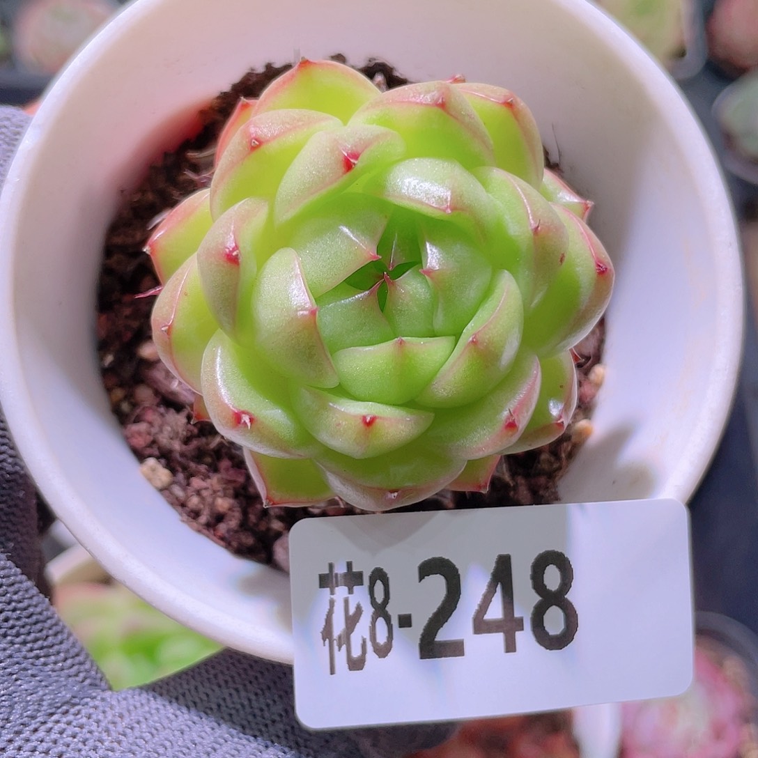 花利美08-248海王