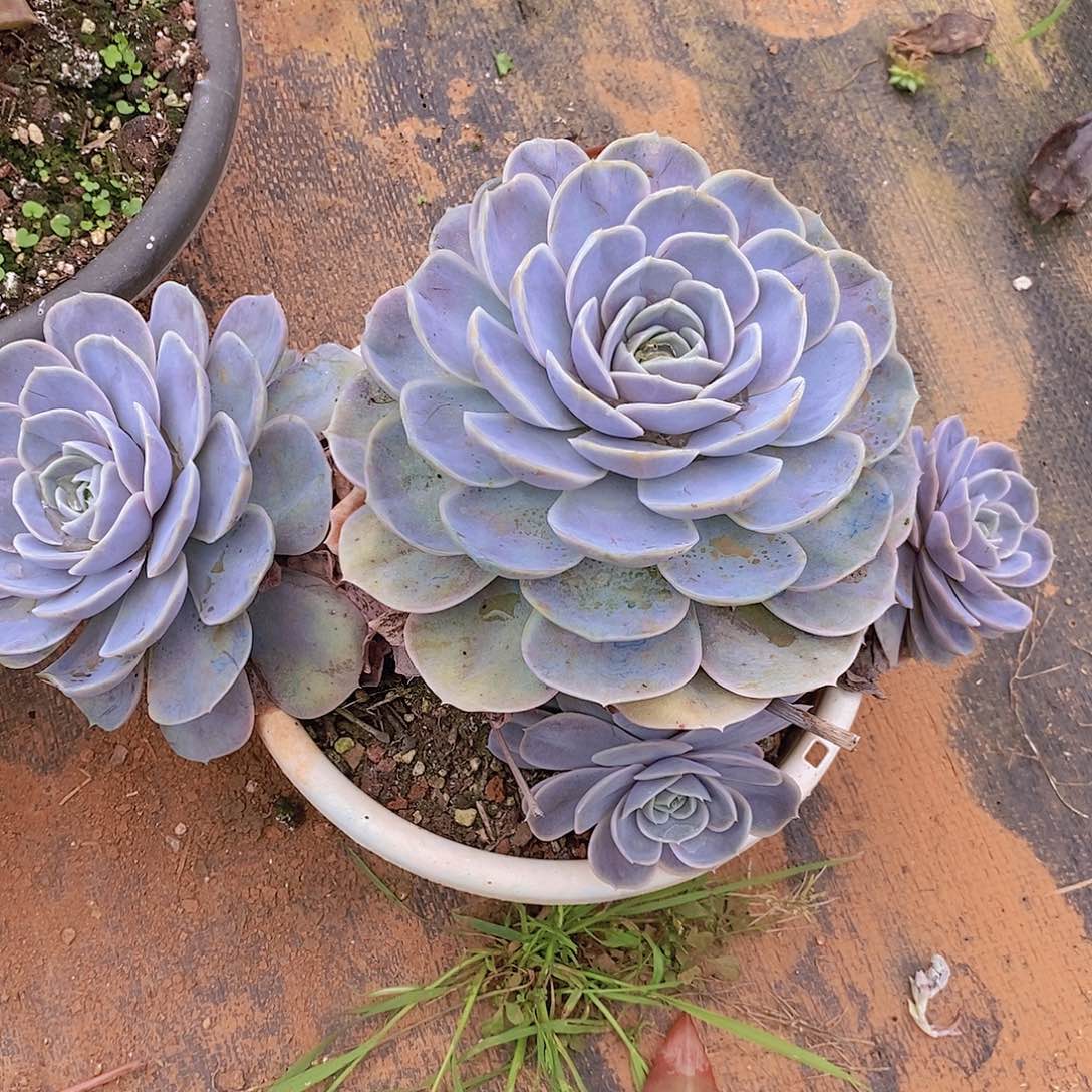 多肉植物蓝色惊喜