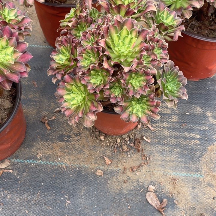 427韶华法师多肉断枝不售后