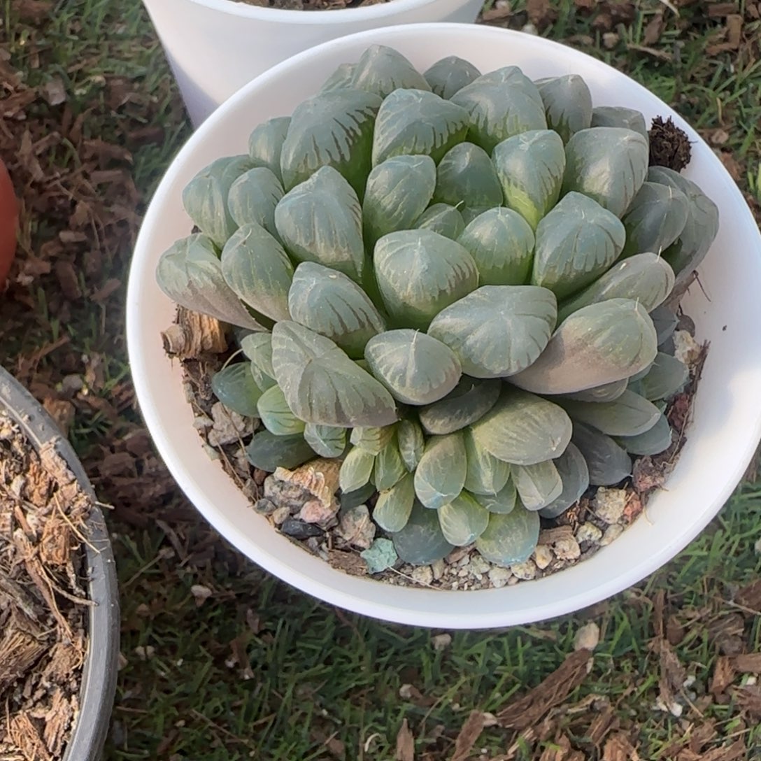 无花朵白盆蓝镜群