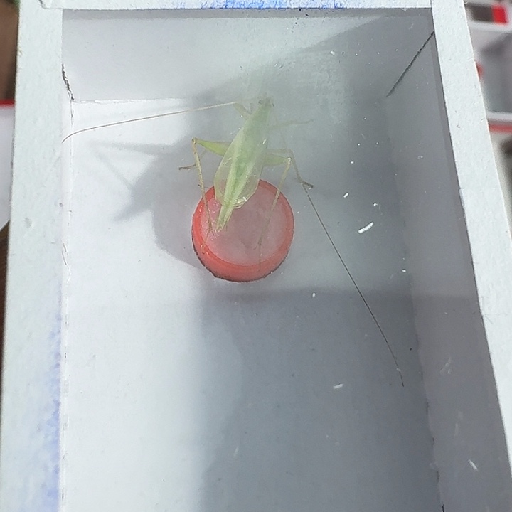 花***开蟋蟀11111111111111111