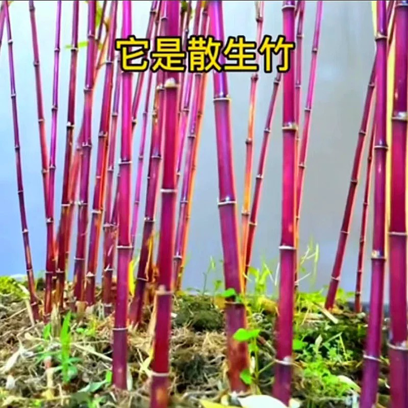 红寒竹红竹朱竹高档高端竹苗耐寒紫寒竹竹子室内阳台茶桌绿植