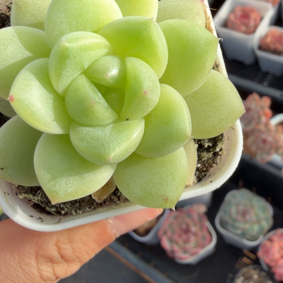 东篱下多肉植物哈哈哈