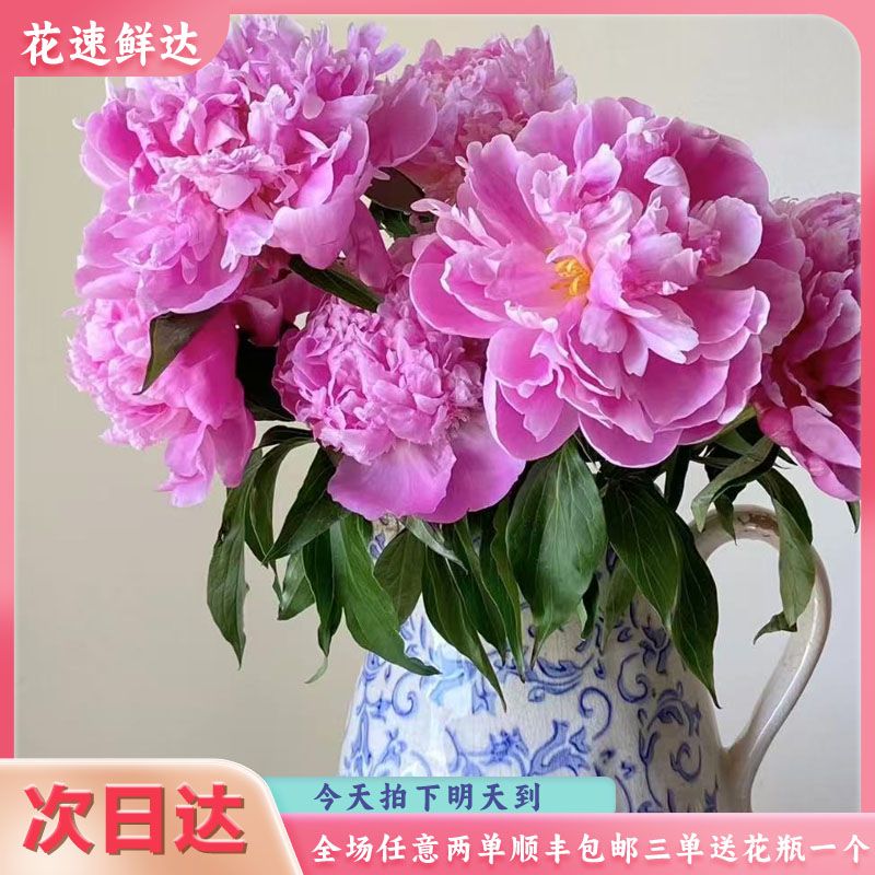 次日达【芍药玛瑙粉10枝】鲜花批发直播任意两单顺丰冷链包邮鲜花次日达三单赠送花瓶一个