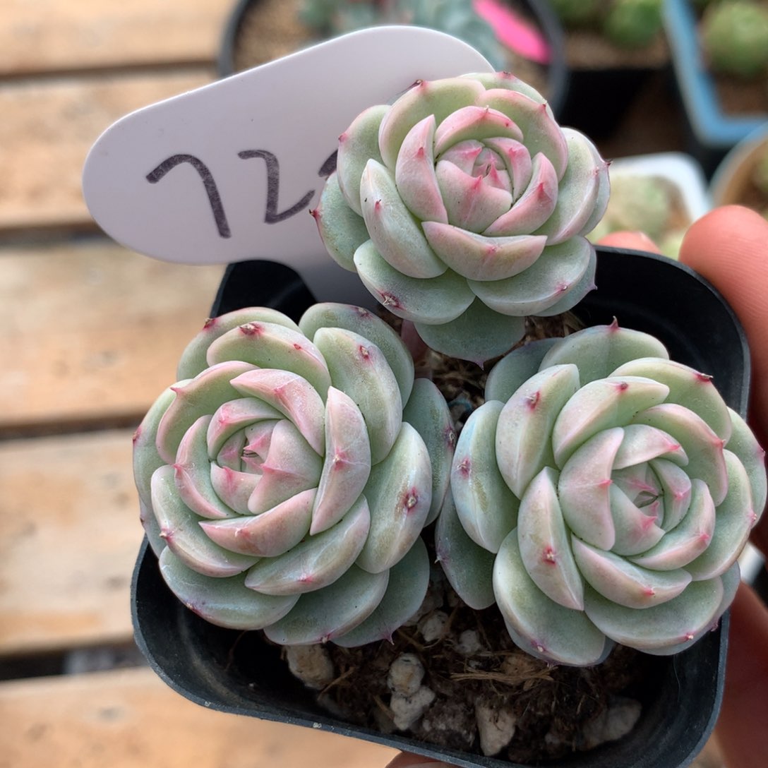 白芷珍妮3头群720