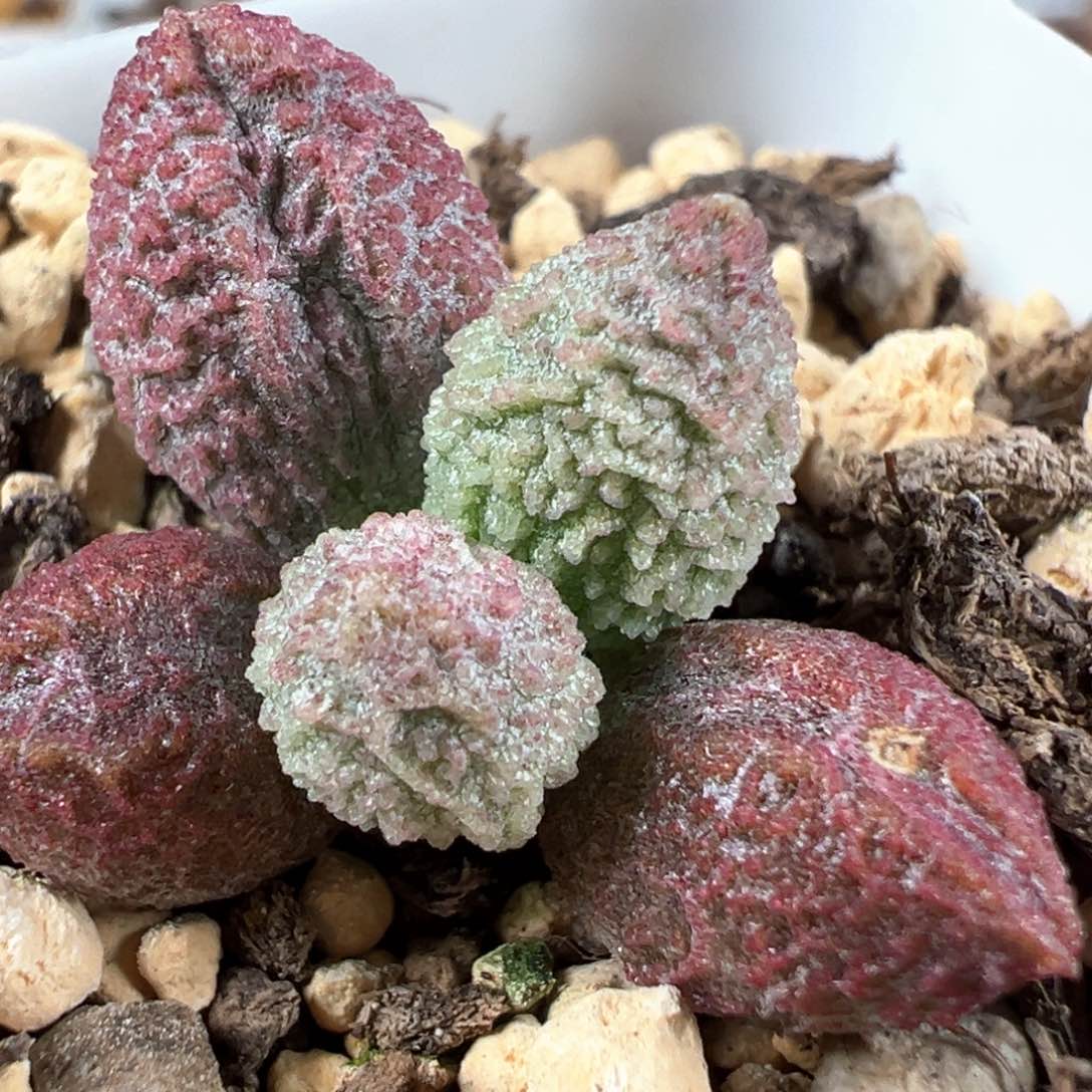 实生新品多肉植物水泡多肉植物水泡