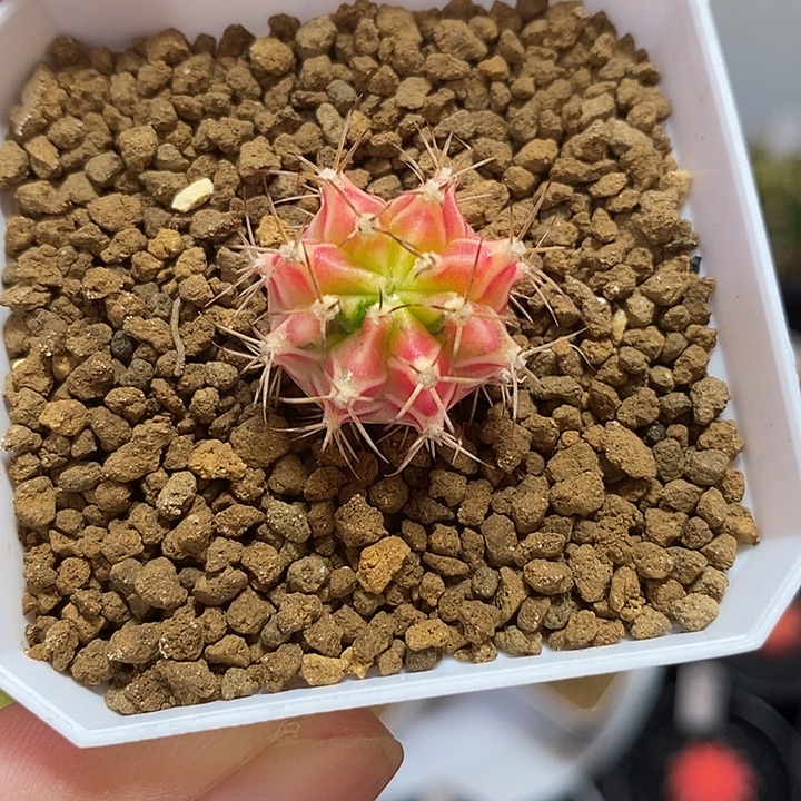 彩虹梦侧芽—带盆土发货12